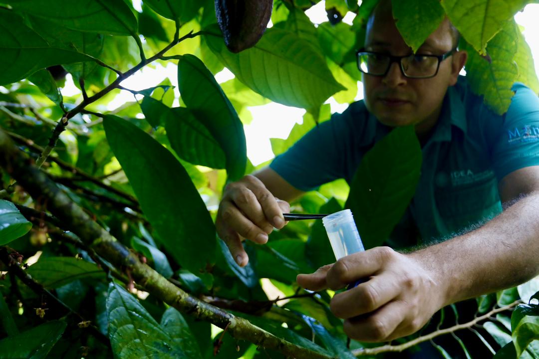 Científicos de la Fundación IDEA avanzan en investigación para proteger el cacao venezolano