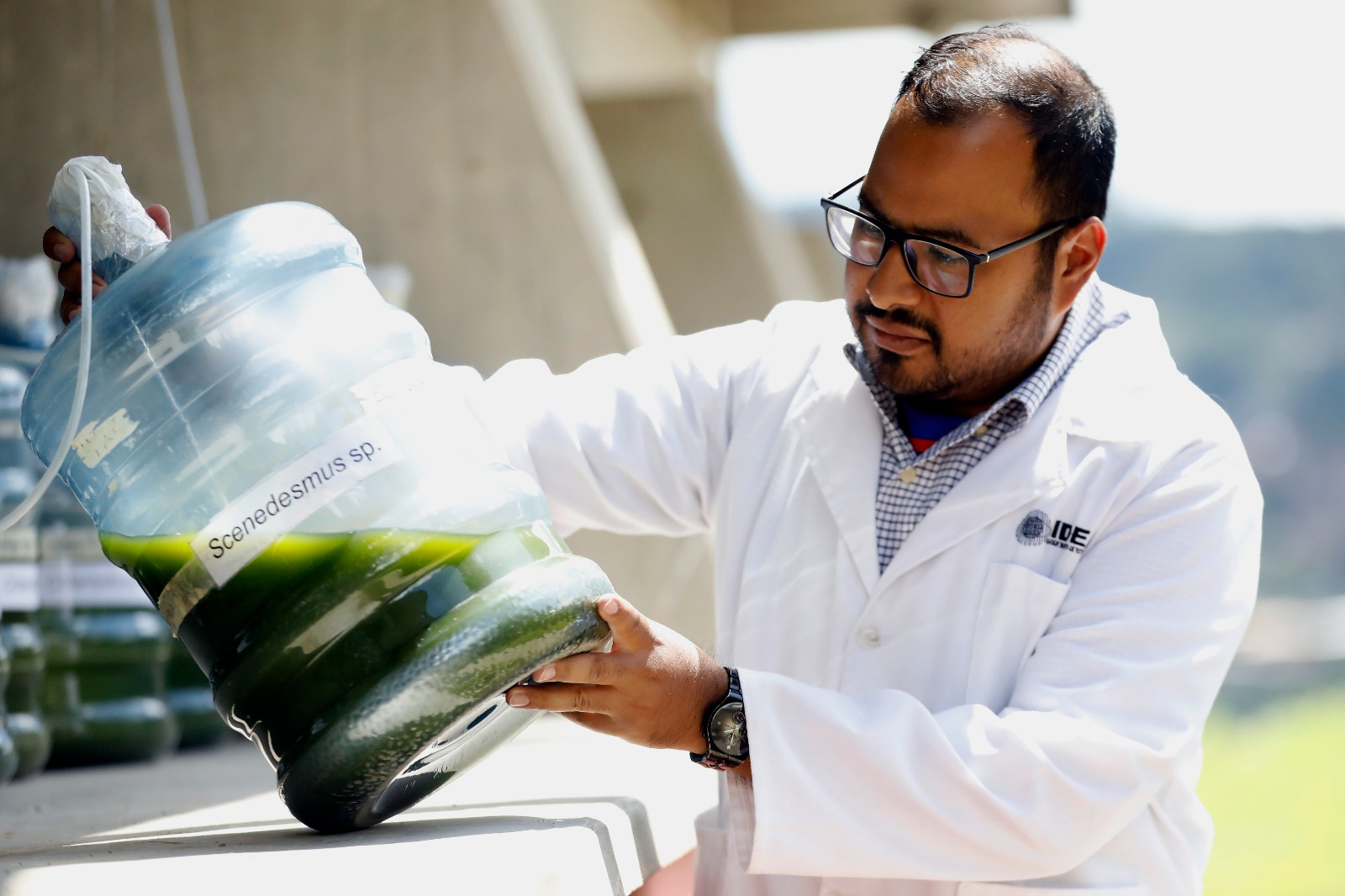 Fortalecerán banco de cepas de microalgas con alto potencial biotecnológico