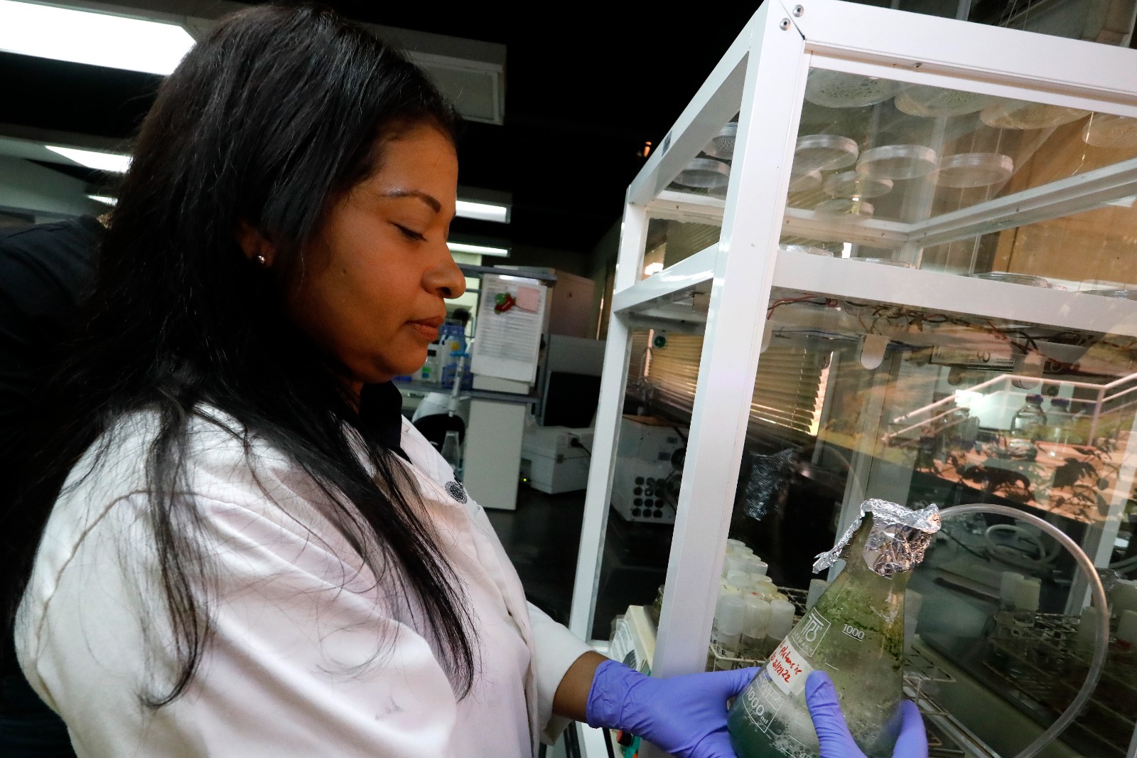 Microalgas ofrecen alto biopotencial para impulsar sector alimentario, agrícola e industrial nacional