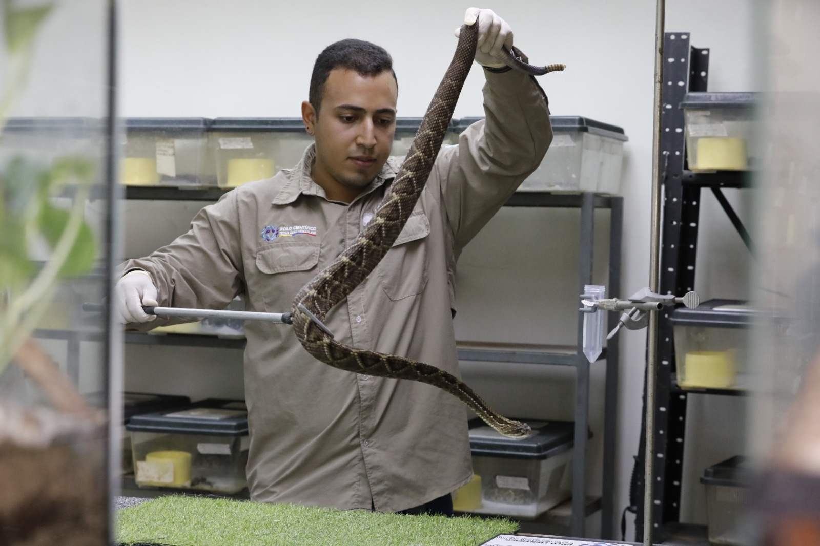 Concientizan a la población sobre importancia de preservar la vida de los reptiles para la producción de antivenenos