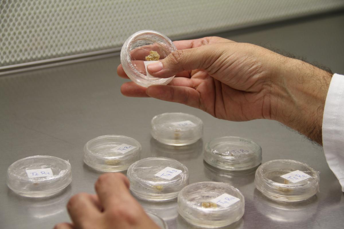 Evalúan incrementar producción de lechosa a través del sistema in vitro de plantas hermafroditas