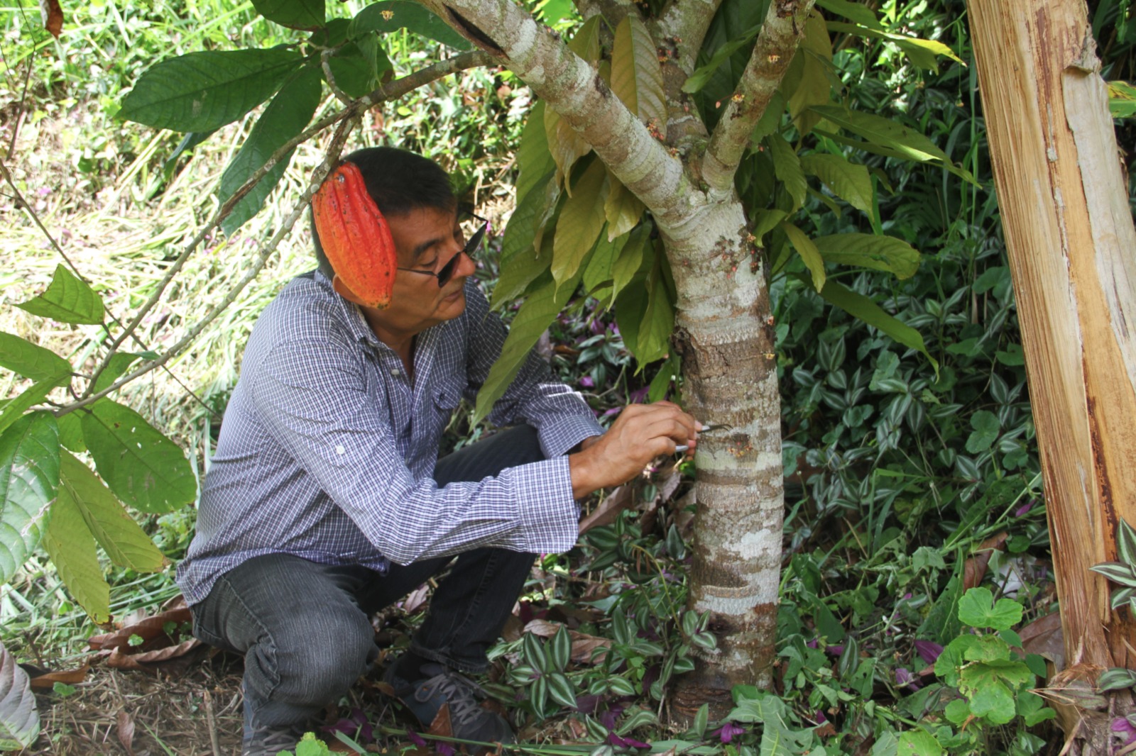 Proponen Plan de Formación Agroecológico y Autogestión del cultivo de cacao a productores mirandinos 