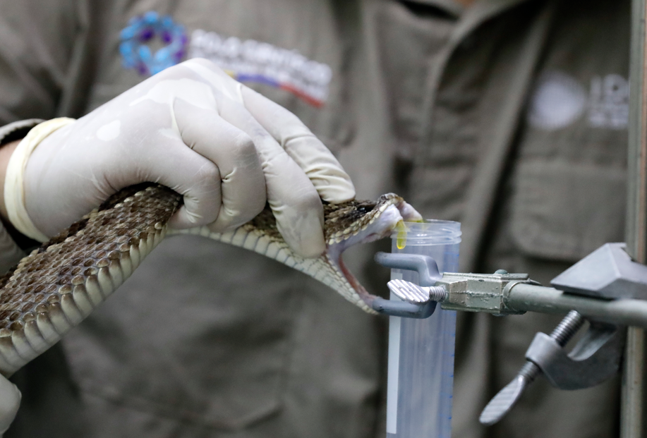 Caracterizarán veneno de la serpiente Crotalus durissus cumanensis del estado Guárico para crear antivenenos más específicos