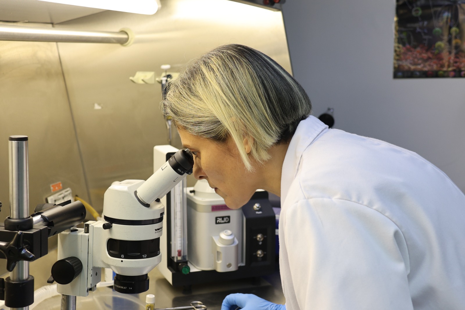 Investigadores del IDEA implementarán modelo de ACV isquémico para generar nuevos enfoques terapéuticos