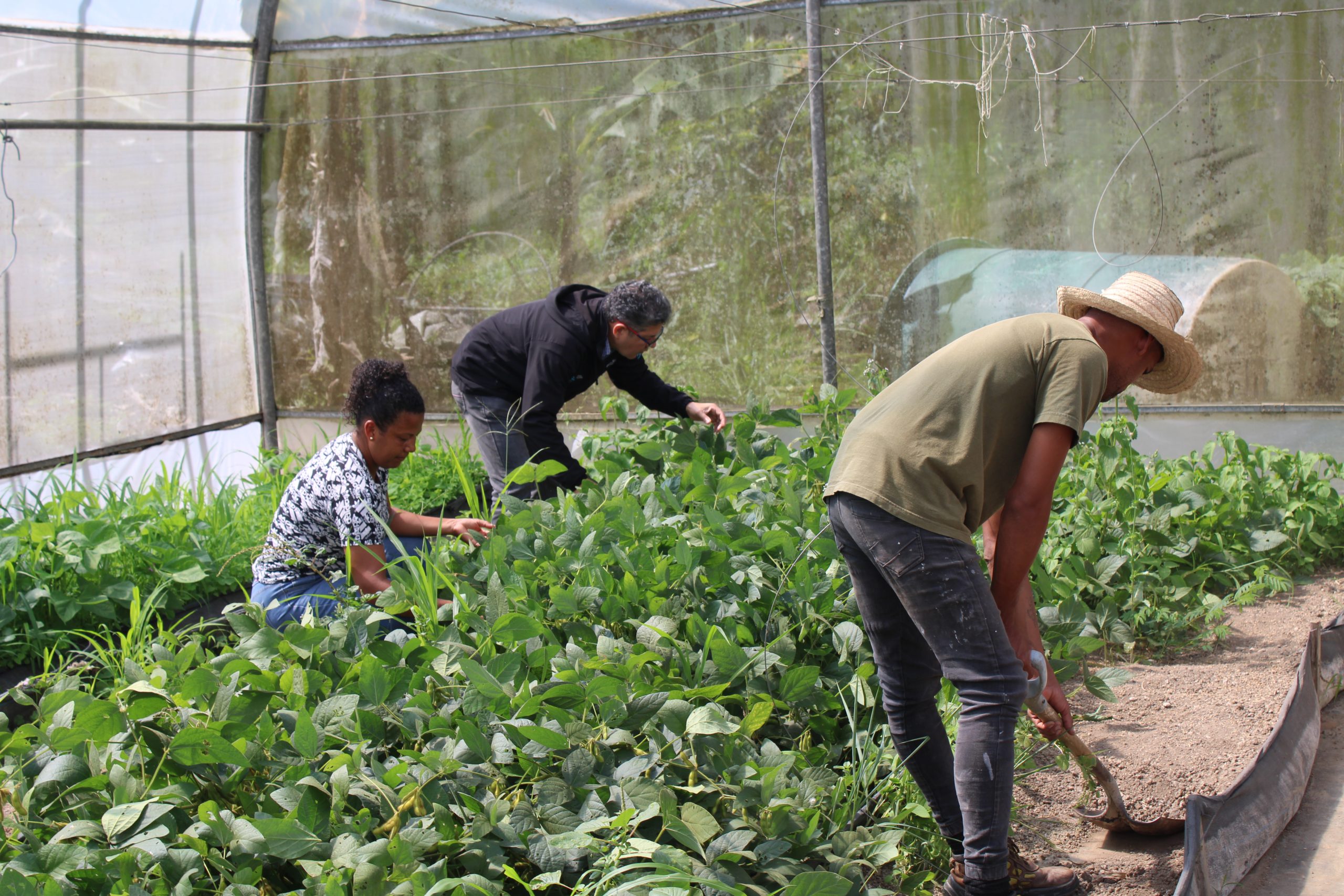 IDEA desarrolla proyectos de conservación y propagación de recursos fitogenéticos de calidad para los agricultores  