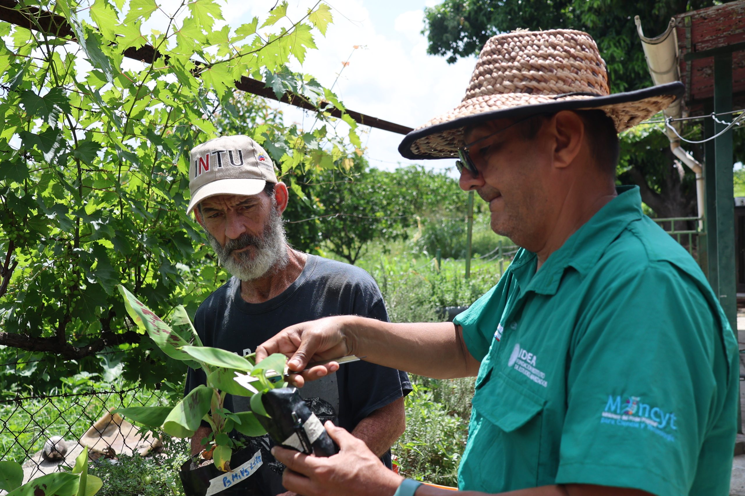 Productores aragüeños e investigadores del IDEA evalúan genotipos radionducidos de musáceas tolerantes a enfermedades